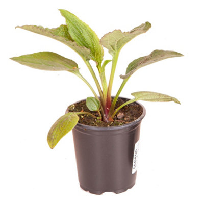 Echinacea Green Twister 9cm (Pack of 2) - 4