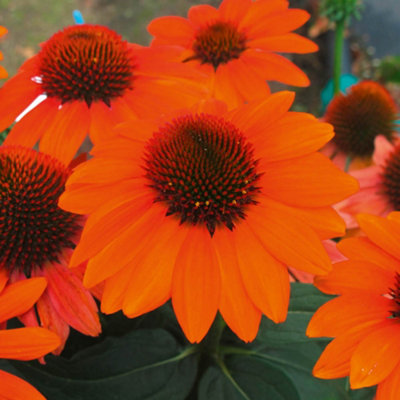 Echinacea Hybrida Papallo Orange in a 9cm Pot (Pack of 3)
