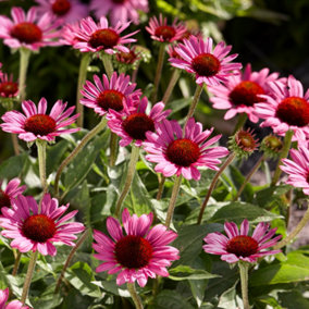 Echinacea Little Magnus - Pink Coneflower, Compact Size, Part Sun, Compact Size (15-30cm Height Including Pot)
