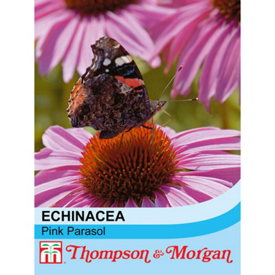 Echinacea Purpurea Pink Parasol 1 Seed Packet (35 Seeds) | DIY at B&Q