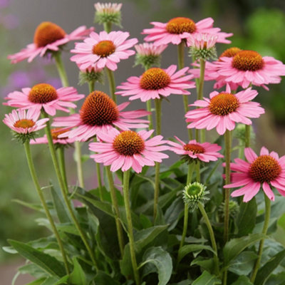 Echinacea SunSeekers Pink - Coneflower, Pink Blooms, Full Sun, Compact ...