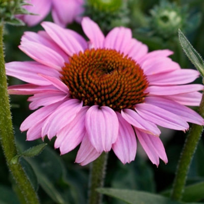 Echinacea SunSeekers Pink - Coneflower, Pink Blooms, Full Sun, Compact ...