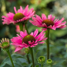 Echinacea SunSeekers Purple - Coneflower, Purple Blooms, Full Sun, Compact Size (20-30cm Height Including Pot)