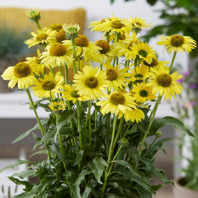 Echinacea SunSeekers Yellow - Coneflower, Yellow Blooms, Full Sun, Moderate Height (30-40cm Height Including Pot)