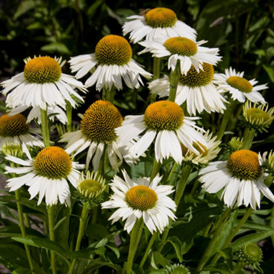 White Meditation Coneflower