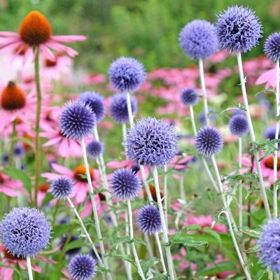 ECHINOPS RITRO IN 1L POT - SMALL GLOBE THISTLE - HERBACEOUS PERENNIAL ...