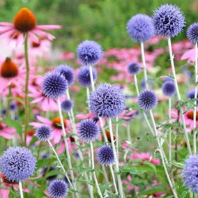 Echinops Ritro in 1L Pot - Small Globe Thistle - Herbaceous Perennial - Ready to Plant - Ideal for Beds and Borders