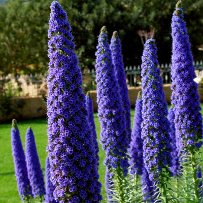 Echium candicans 'Pride of Madeira' Established Plant in a 2L pot