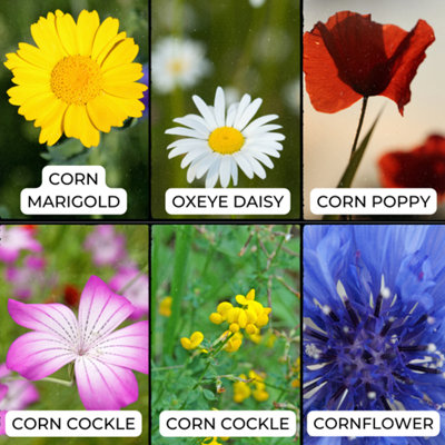 Eco Meadow - Grass & Wildflower SeedsMix 100g (20m²) - 3