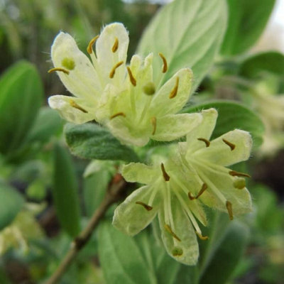 Edible Honeysuckle - Lonicera caerulea 'Blue Velvet' (Honeyberry) - In 9cm Pot - 5