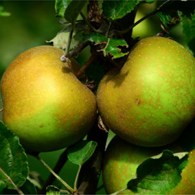 Egremont Russet' Apple Tree 4-5ft in 6L Pot, Self-Fertile, Ready to Fruit,Hardy & Vigorous 3FATPIGS