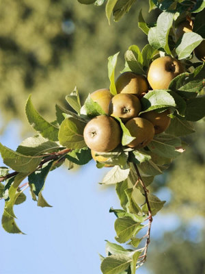 Egremont Russet Apple Tree M26 Dwarf 100-120cm Bare Root Fruit Tree By ...