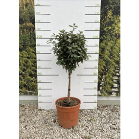 Elaeagnus Compacta Evergreen Standard Tree 100cm+ Tall Supplied in a 15 Litre Pot
