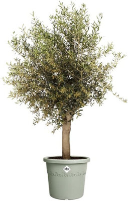 Elho Algarve Cilindro 48cm Thyme Green Recycled Plastic Plant Pot with Wheels