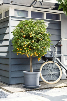 Elho Algarve Cilindro Wheels 58c - Grand Pot de Fleurs Extérieur - Jardinières - Plastique 100