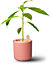 Elho Amazing Avocado Pot Grow Your Own Kit for Avocado Plant Toffee