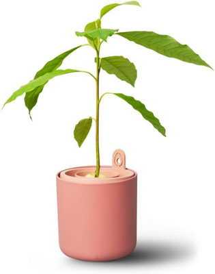 Elho Amazing Avocado Pot Grow Your Own Kit for Avocado Plant Toffee