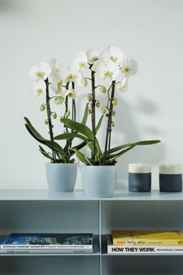 Elho Brussels Orchid 12.5cm Transparent Plastic Plant Pot