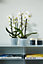 Elho Brussels Orchid 16cm Transparent Plastic Plant Pot
