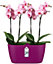 Elho Brussels Orchid Duo 25cm Plastic Plant Pot in Cherry Red
