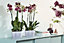 Elho Brussels Orchid Duo 25cm Transparent Plastic Plant Pot