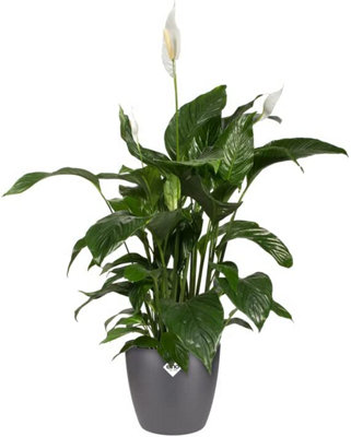 Elho Brussels Round 30cm Plastic Plant Pot in Anthracite - 5