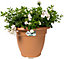 Elho Green Basics Campana 40cm Plastic Plant Pot in Mild Terra