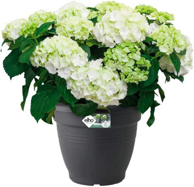 Elho Green Basics Campana 50cm Plastic Plant Pot in Living Black - 3