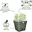 Elho Green Basics Square All  in 1 Recycled Plastic Growpot 30cm Leaf Green