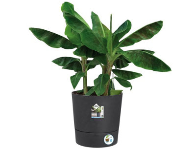 Elho Greensense Aqua Care Round 30cm Plastic Plant Pot in Charcoal Grey