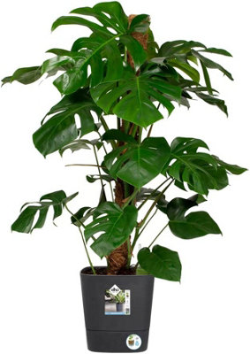 Elho Greensense Aqua Care Square 30cm Plastic Plant Pot in Charcoal Grey