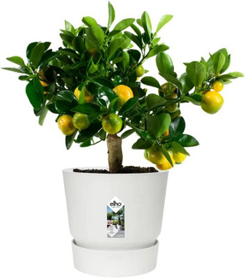 Elho Greenville Round 40cm Plastic Plant Pot in White - 4