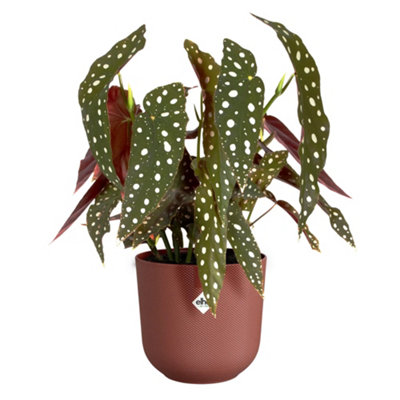 Pot elho Jazz Rond rouge toscan 14cm