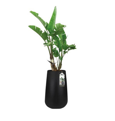 Elho Pure Cone High 45cm Plastic Plant Pot in Black