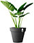 Elho Pure Round 60cm Plastic Plant Pot in Anthracite