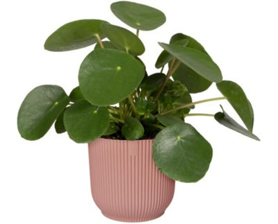 Elho Vibes Fold 14cm Round Delicate Pink Recycled Plastic Plant Pot - 3