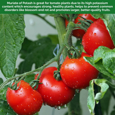 Elixir Gardens Muriate of Potash Granular Soluble Potassium Chloride ...