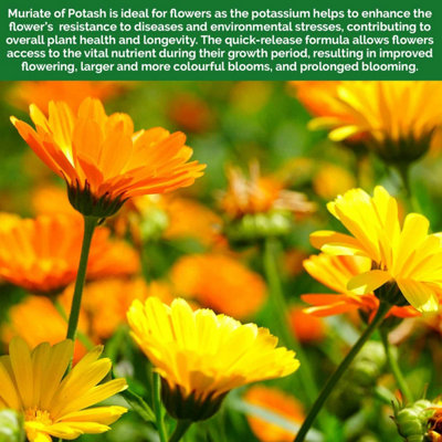 Elixir Gardens Muriate of Potash Granular Soluble Potassium Chloride ...