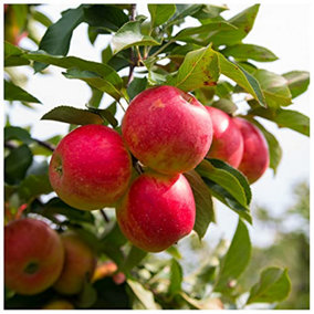Elstar Apple Tree 3-4ft Tall In 6L Pot, Sweet Crunchy Desert Apple 3FATPIGS