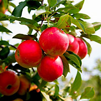Elstar Apple Tree 4-5ft Ready to Fruit,Sweet Crunchy Dessert Apple 3FATPIGS