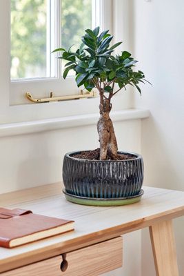 Emerald Round Reactive Glaze Bonsai Planter Set of 2