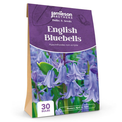 English Bluebells (30 bulbs) - by Jamieson Brothers