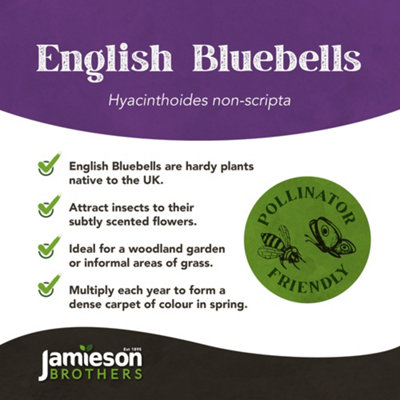 English Bluebells (30 bulbs) - by Jamieson Brothers - 6