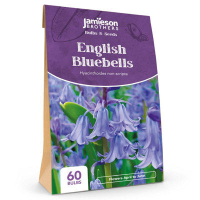 English Bluebells (60 bulbs) - by Jamieson Brothers
