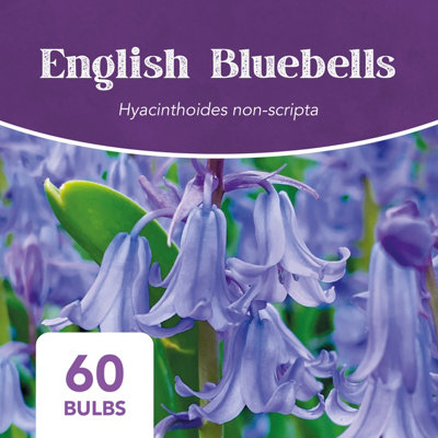 English Bluebells (60 bulbs) - by Jamieson Brothers
