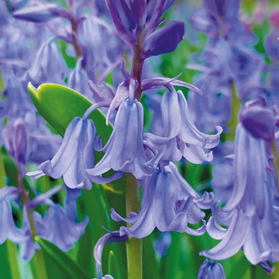 English Bluebells (60 bulbs) - by Jamieson Brothers