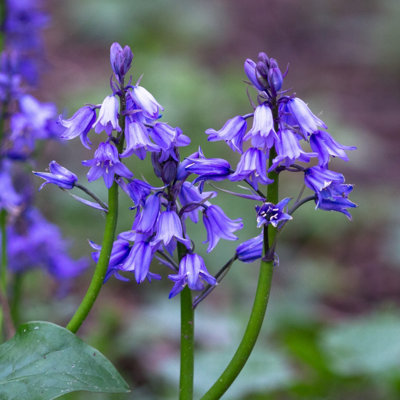 English Bluebells (60 bulbs) - by Jamieson Brothers
