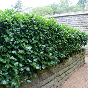 English Holly 20/30cm bare root 100Pack - Hedges Direct