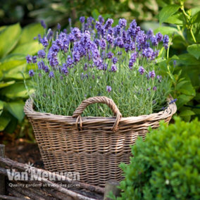English Lavender Munstead 24 Plug Plants -Fragrant Perennial, Drought Tolerant, Loved by Pollinators