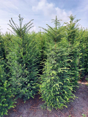 English Yew Hedging Plants Taxus Baccata x12 7-8ft Full Pallet of ...